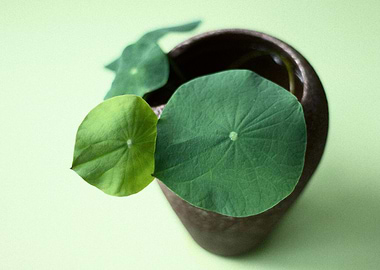 Hydrocotyle plant in a pot