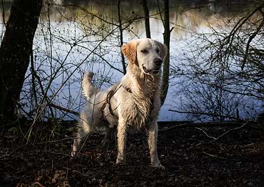 Golden Retriever by the Lake