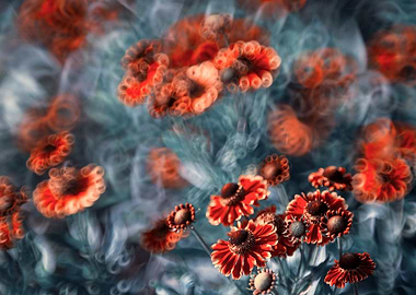 Helenium Flowers in Dreamy Haze
