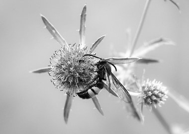 Bee on Thistle Flower Black and White