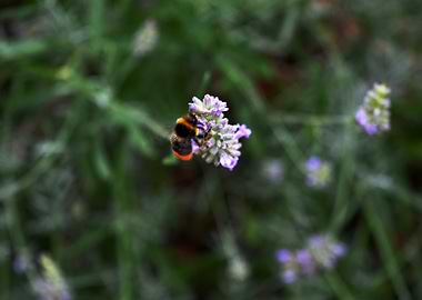 Bumblebee on Lavender Flower