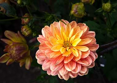 Peach and Yellow Dahlia 3715