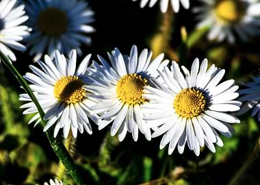 Close-up of White and Yellow Common Daisies (Bellis perennis)