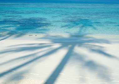 Tropical Beach with Palm Tree Shadow