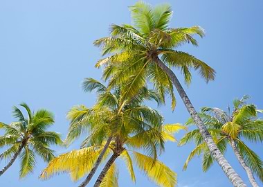 Palm Trees Against Blue Sky