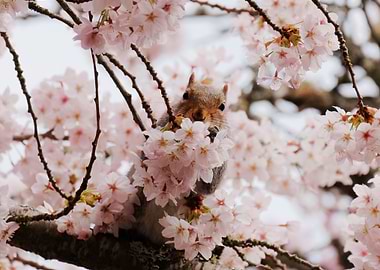 Squirrel in Cherry Blossoms