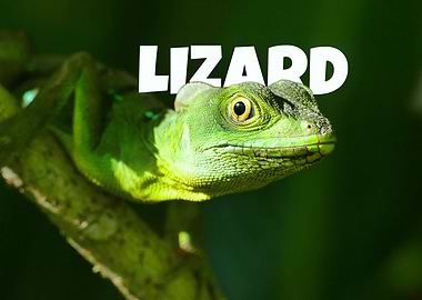 Lizard Portrait