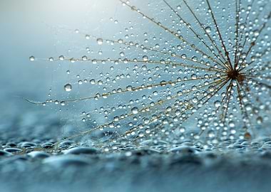Dandelion Seed with Water Droplets