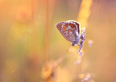 Butterfly on a flower in nature