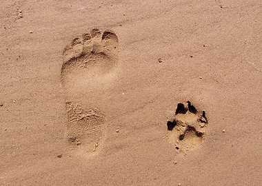 Best Friends. Footprint and paw print in sand