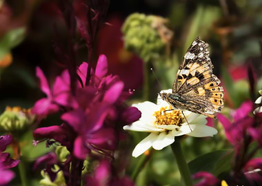 Painted Lady Butterfly (Vanessa cardui) on White Flower