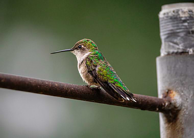 Hummingbird Perched on Metal Bar