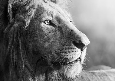 Lion Portrait in Black and White