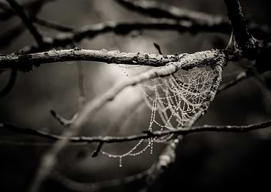 Frosted Web Symphony