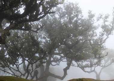 The Beauty of Fanal Forest