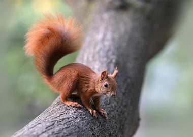 Red Squirrel on a Tree Branch