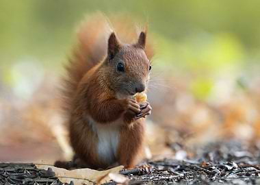 Squirrel eating nut in forest
