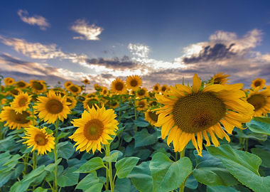 Sunflower Field at Sunset, Poland summer
