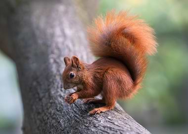 Red Squirrel on a Tree Branch