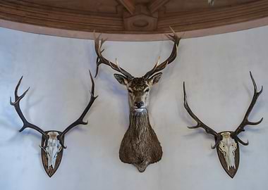 Deer Head and Antler Wall Mounts