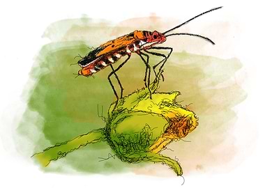 Bug on Flower Bud Illustration