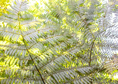 Silver Ferns