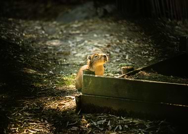 Capybara in Natural Habitat