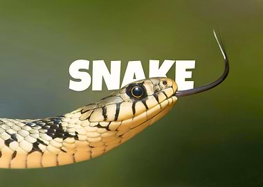 Snake Portrait