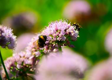 Bumblebees on Purple Allium Flowers