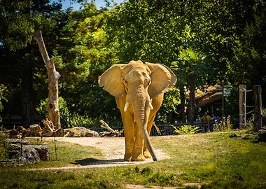 Elephant in Natural Habitat