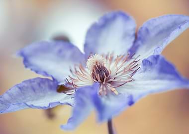 Close-up of a Blue Clematis Flower