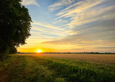 Sunset over field with trees