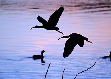 Birds in Flight at Sunset