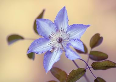 Close-up of a Purple Clematis Flower