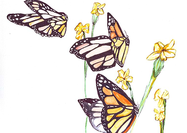 Monarch Butterflies and Yellow Flowers