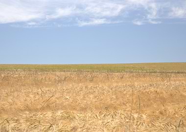 Wheat Field Under Blue Sky