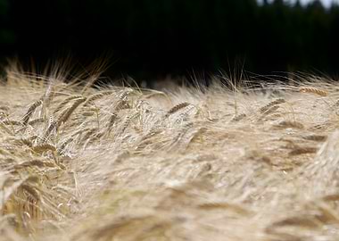 Golden Wheat Field