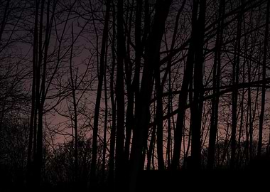 Silhouette of trees against a dusky sky