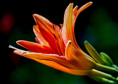 Orange Lily Flower Close-Up