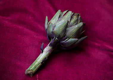 Artichoke on Burgundy Velvet