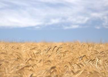 Golden wheat field under blue sky