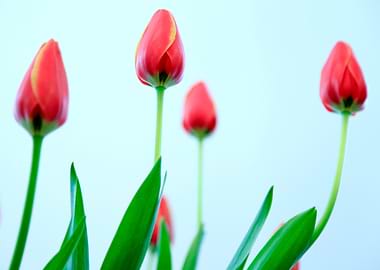 Red Tulip Buds on Light Background