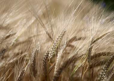 Golden Wheat Field Close-Up