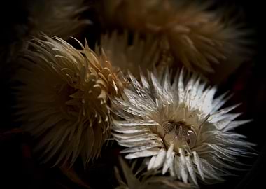 Dried Flowers Close-Up