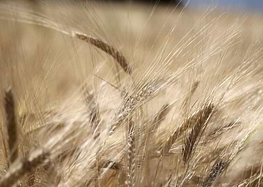 Golden Wheat Field Close-Up