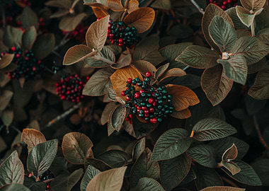 Autumnal Berries and Leaves