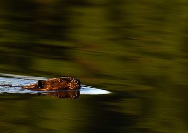 Beaver swimming in water