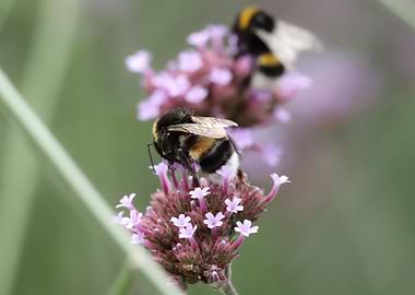 Bumblebees on Purple Verbena Flowers