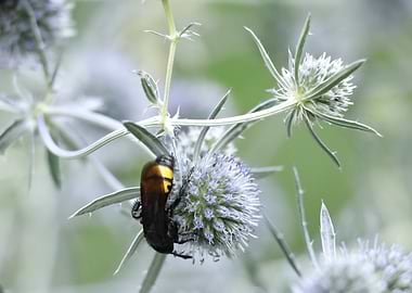 Bug on a Thistle Flower