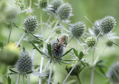 Insect on a Globe Thistle Flower